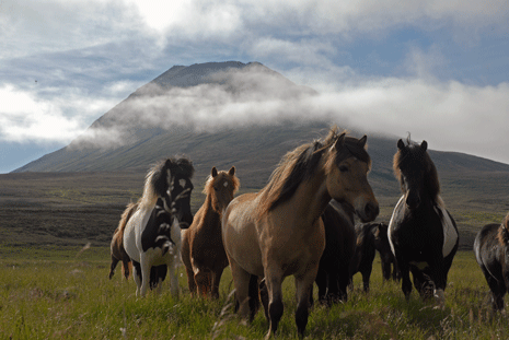 Islande-chevaux-7
