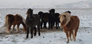 Islande-chevaux