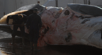 Depecage-baleine-2