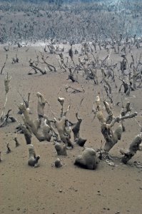 Comores : Volcan Karthala Eruption Photo : OVK 2005