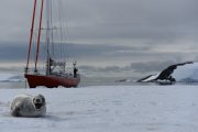 ANTARCTIQUE : Expédition aux îles Shetland du Sud et péninsule Antarctique