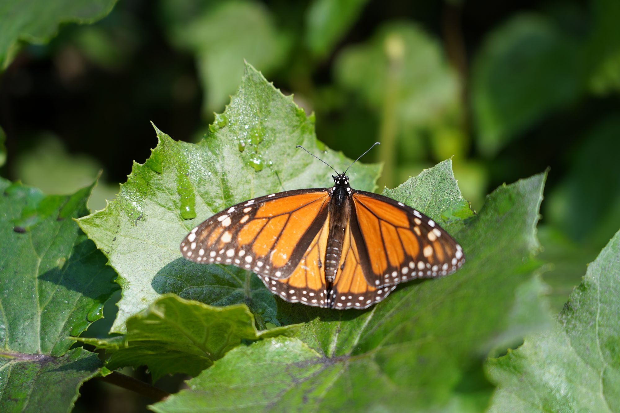 80 Jours Voyages - Volcans du Mexique