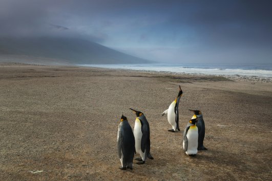 ian-parker-Falkland Islands (Islas Malvinas)